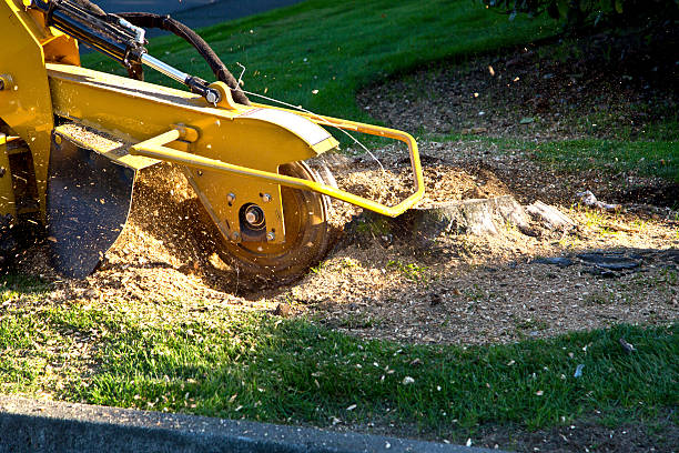 Best Dead Tree Removal  in Howards Grove, WI